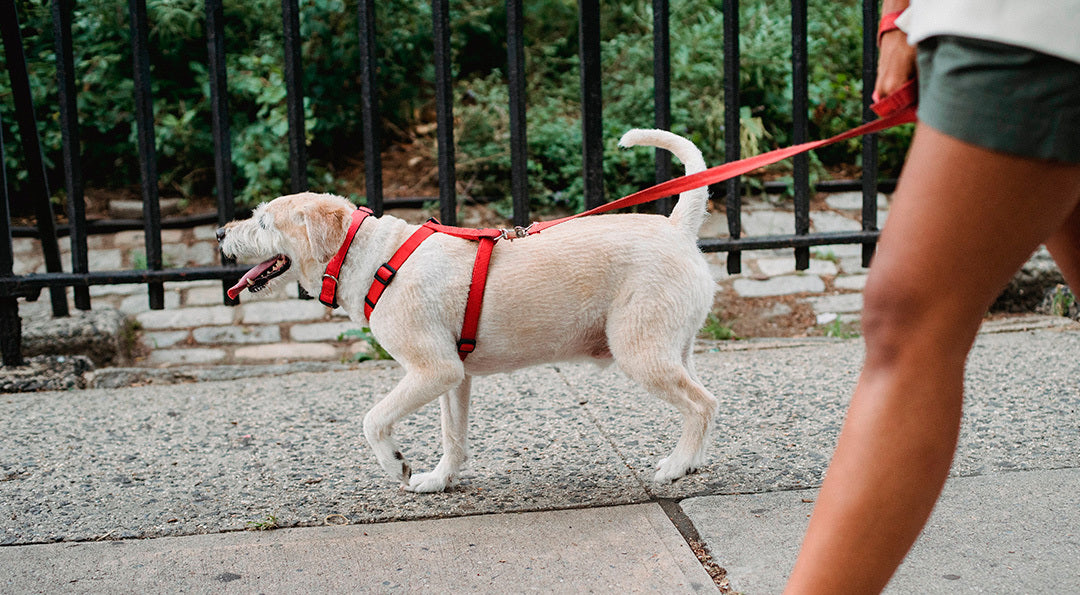 Comment choisir la laisse de mon chien ? Tout savoir