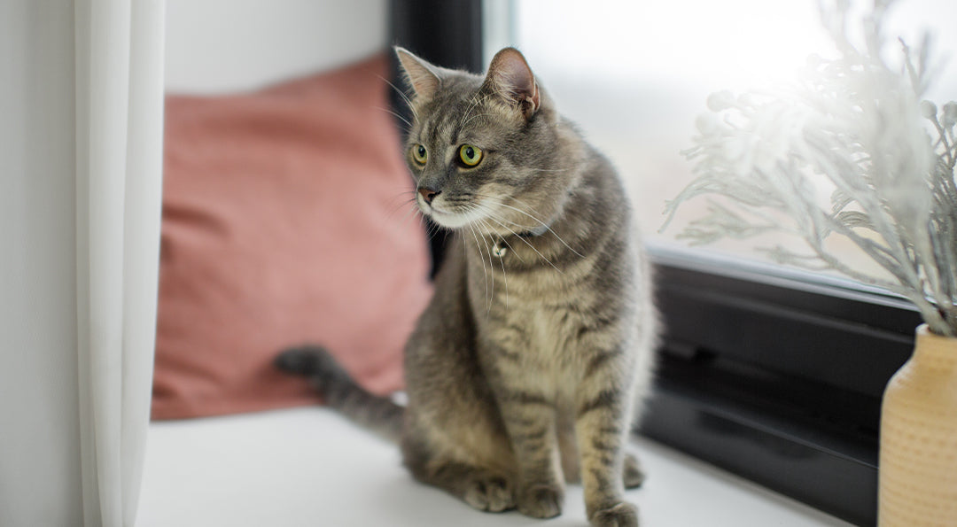 Chat gris assis devant une fenêtre