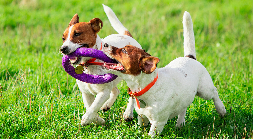 Nos conseils pour réussir la sociabilisation de son chien