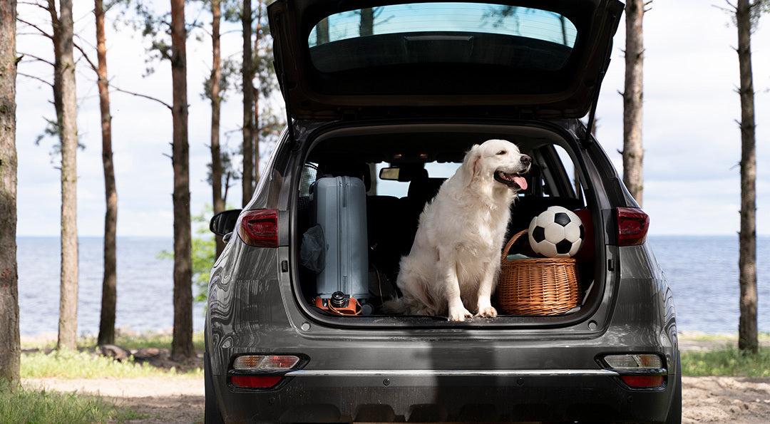 5 conseils pour voyager avec son chien