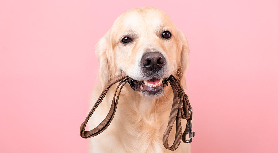 La promenade du chien : tout savoir