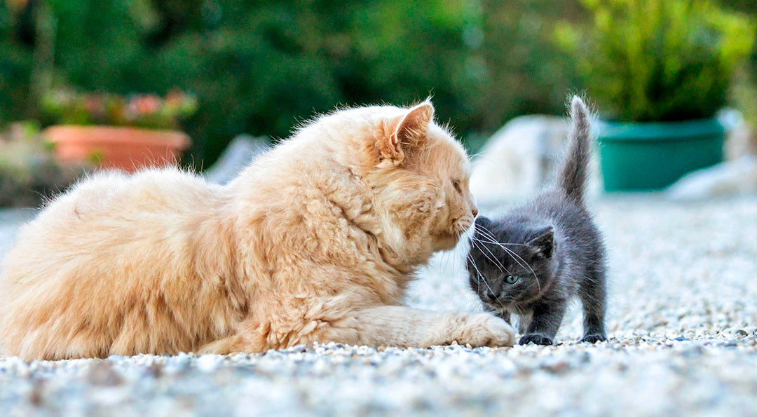 Comment faire cohabiter deux chats ?