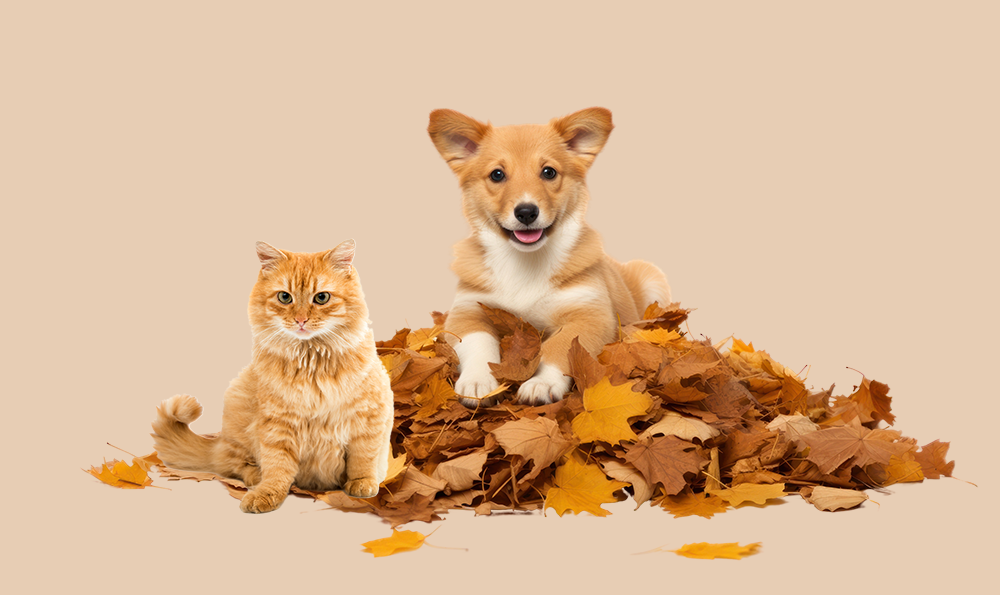 7 dangers de l’automne pour nos chiens et chats