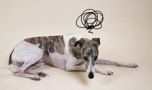 Anxiété de Séparation chez le Chien : Causes et Solutions pour le Calmer