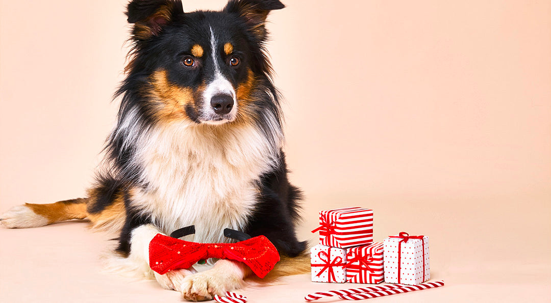 Notre sélection 2026 de cadeaux de Noël pas chers pour chien