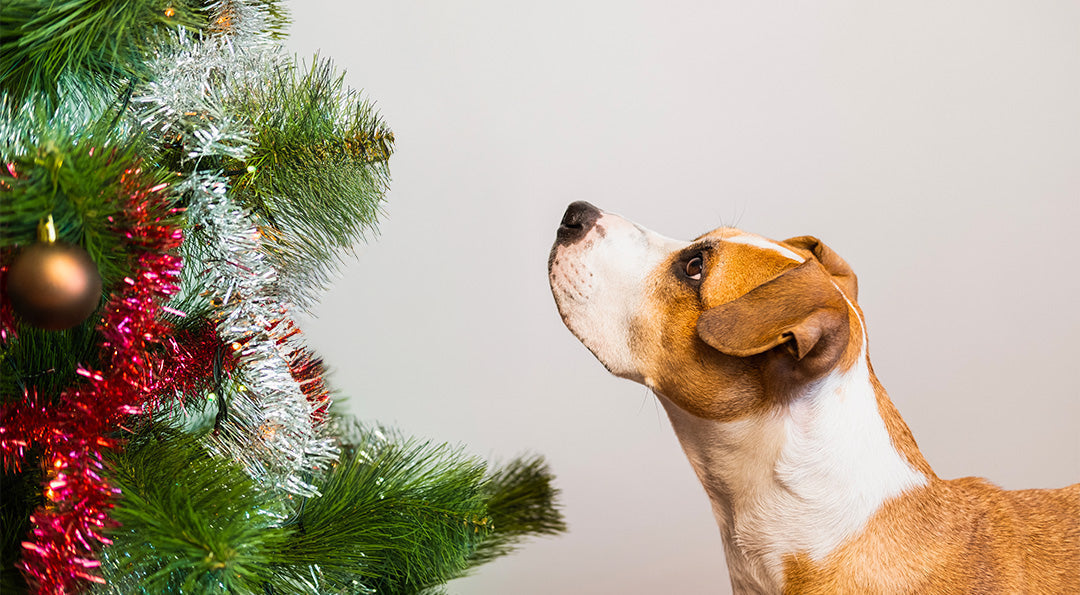 Calendrier De L'Avent Pour Chien Franklin Noël 2025 - 24 Cases Friandises Et Sticks - Fabriqué En France, 250g - 2