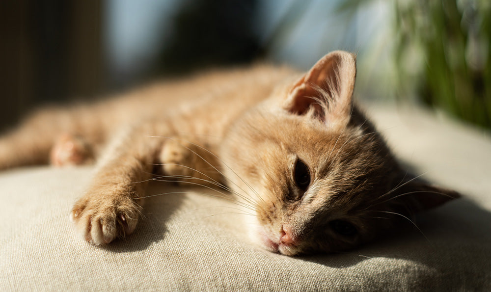 Les chats et la chaleur : comment les aider à rester au frais pendant les mois d'été