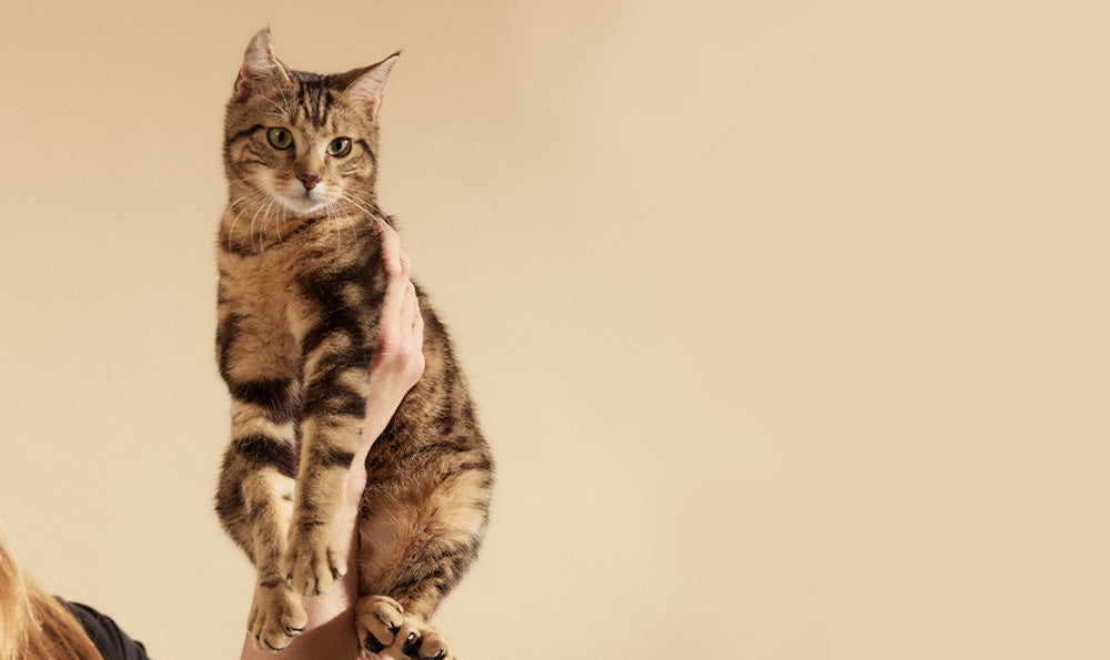 Les chats dans la culture moderne : influence et fascination