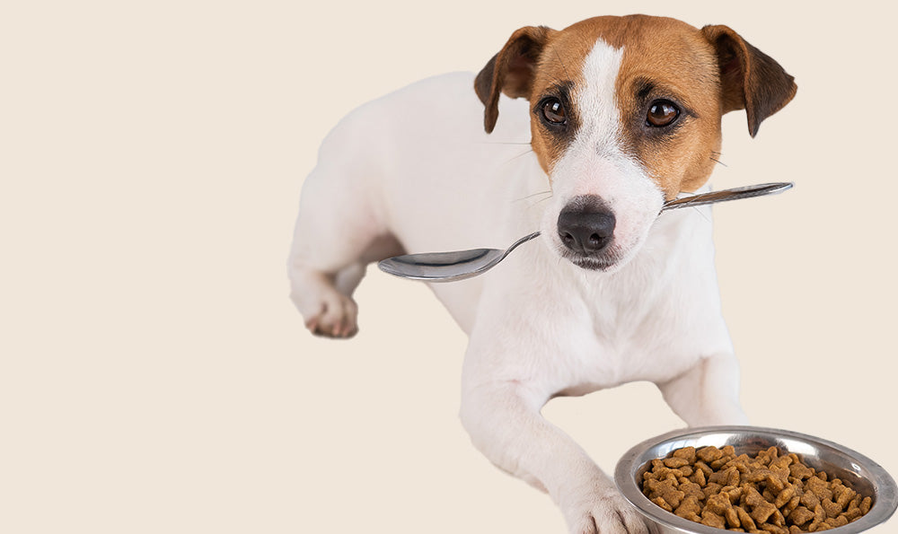 Les aliments toxiques pour chien