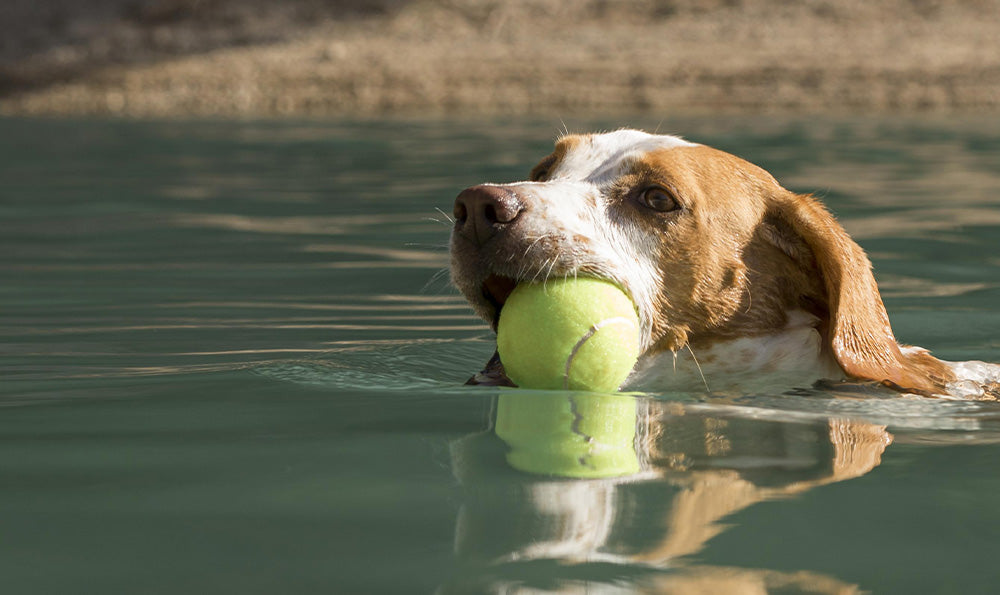 Quel sport aquatique choisir pour rafraîchir son chien en été ?