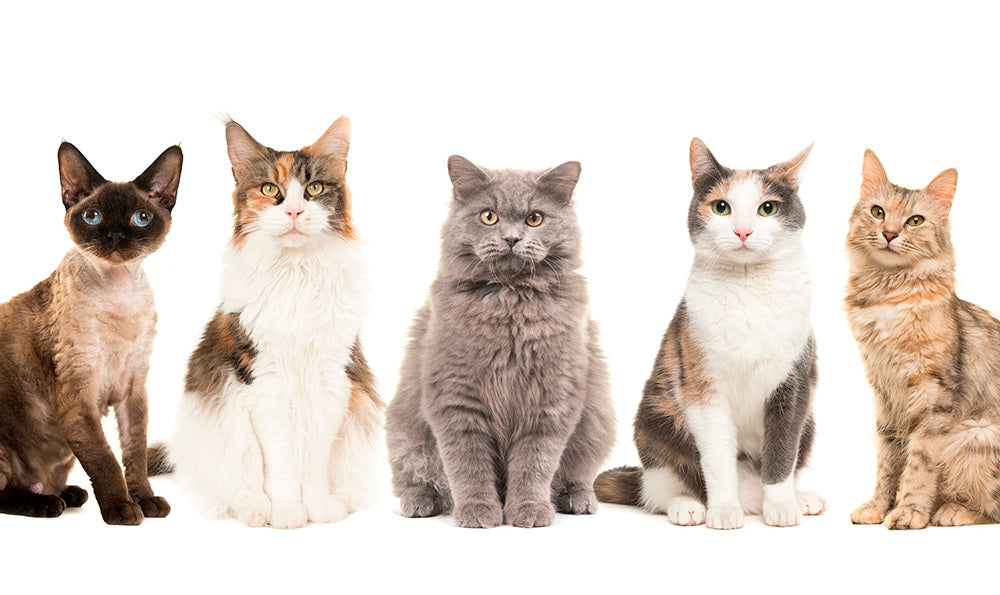 Adoption : quelle race de chat choisir ?