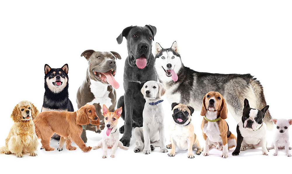 Adoption : quelle race de chien choisir ?