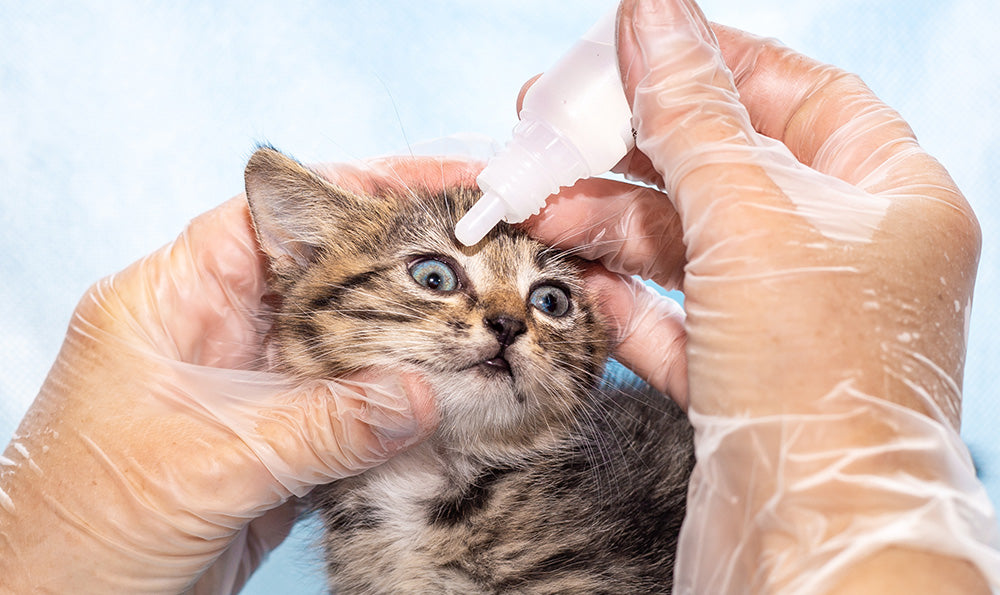 Le coryza du chat : qu’est-ce que c’est ?