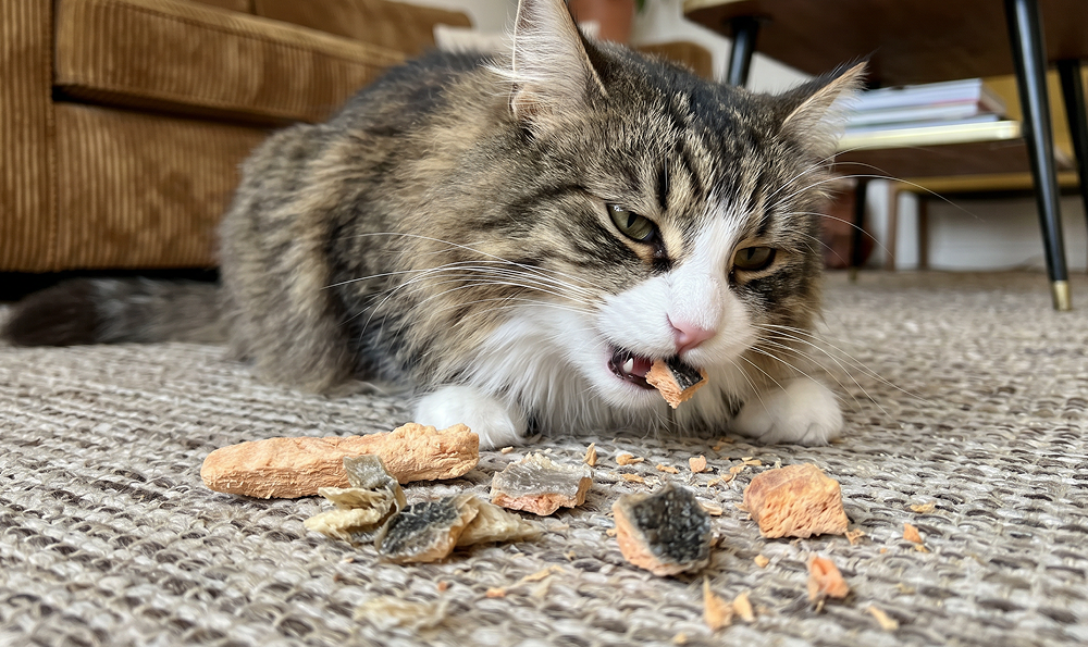 Friandises lyophilisées pour chat : pourquoi les chats les adorent ?