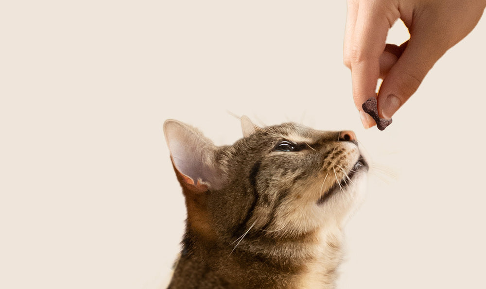 Pourquoi donner des friandises pour chat ?