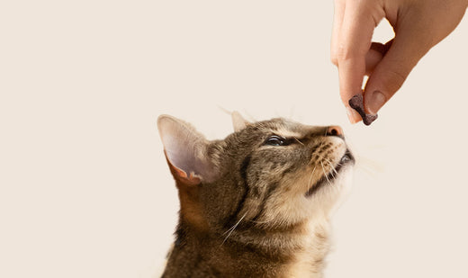 Pourquoi donner des friandises pour chat ?