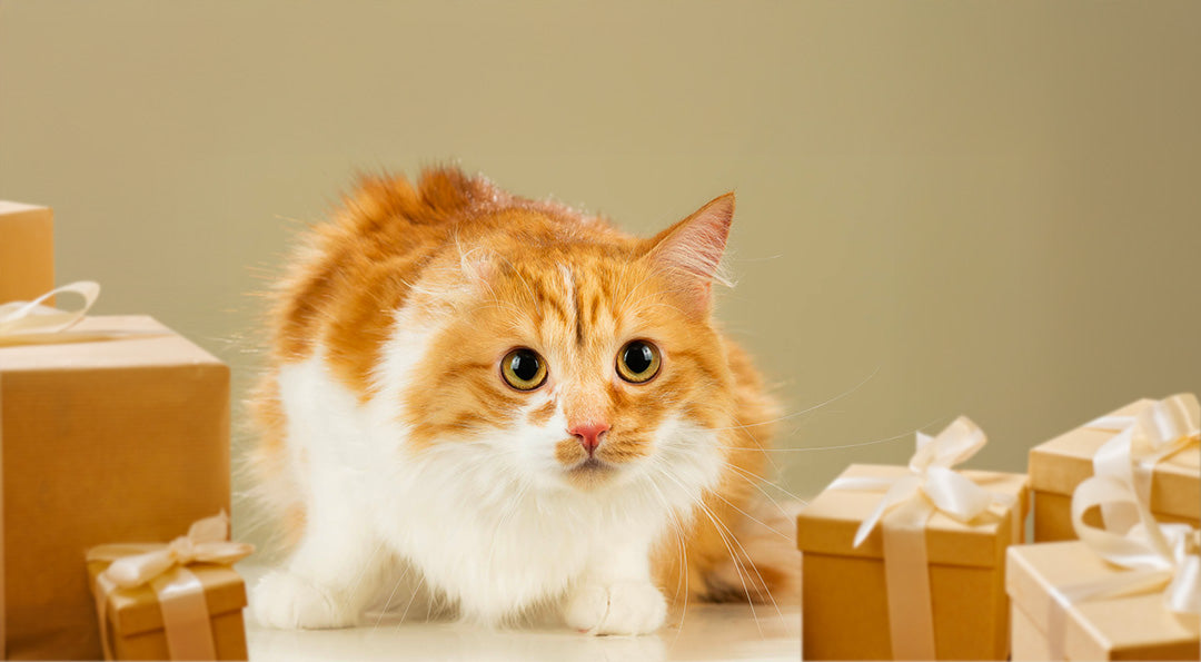 Notre sélection 2026 de cadeaux de Noël pas chers pour chat