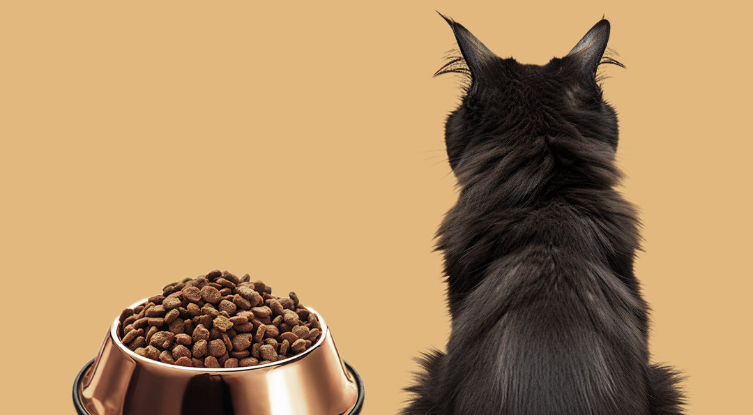 Votre chat vous snobe ? On vous dit pourquoi