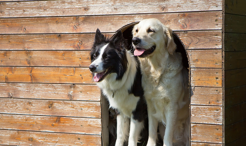 Quelle est la meilleure niche pour chien ?