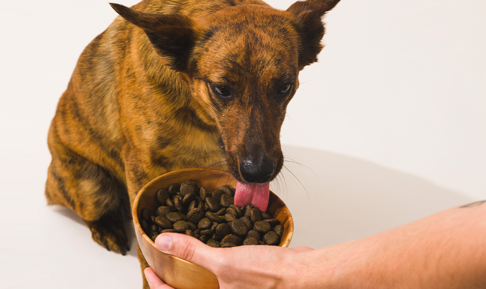 L’importance des huiles et des graisses dans les croquettes chien