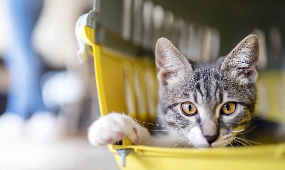 Quelle est la meilleure caisse de transport pour un chat ?