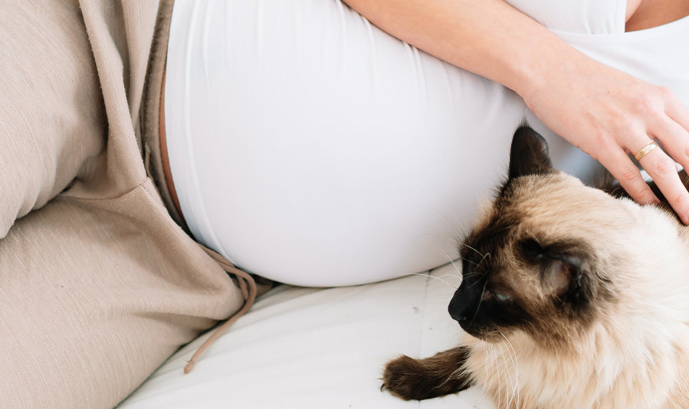 Toxoplasmose : je suis enceinte et j’ai un chat, que faire ?