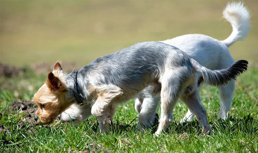 Mon chien mange ses crottes : tout savoir sur la coprophagie