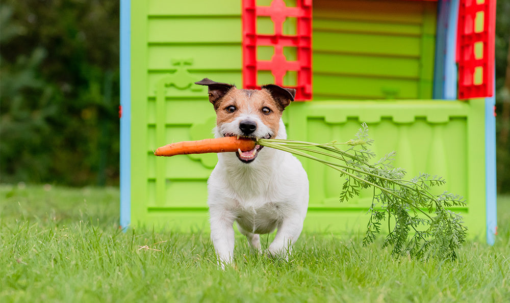 Quelles sont vitamines essentielles pour les chiens et chats ?