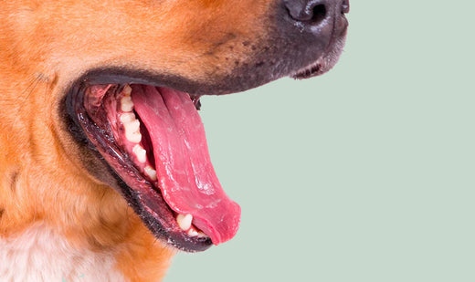 Mon chien a mauvaise haleine : pourquoi (et comment lui rendre une haleine fraîche) ?