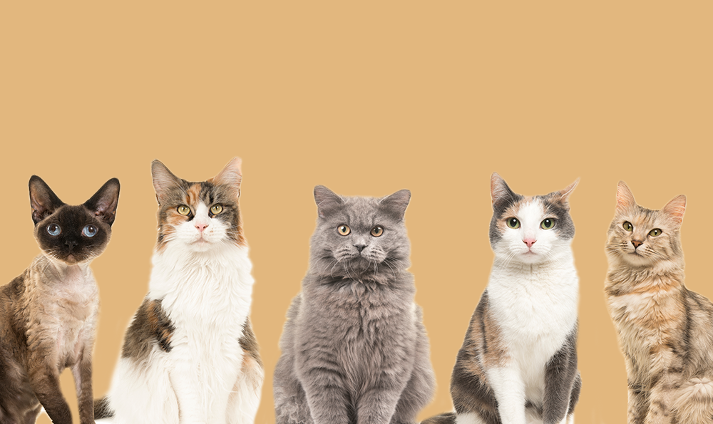 Adoption : quelle race de chat choisir ?