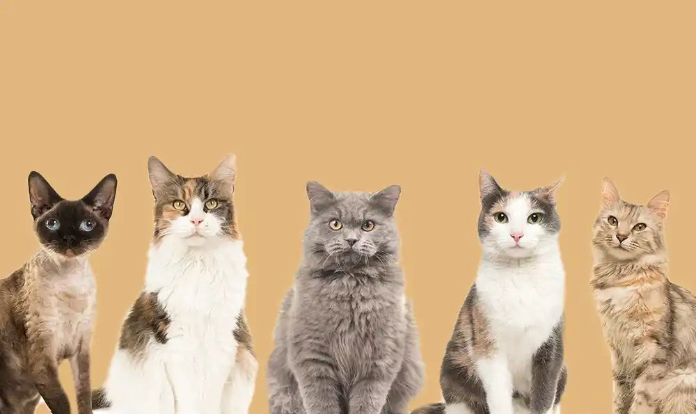 Adoption : quelle race de chat choisir ?