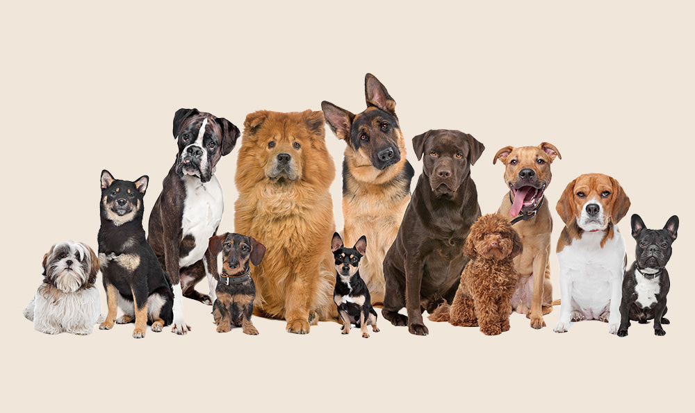 Adoption : quelle race de chien choisir ?