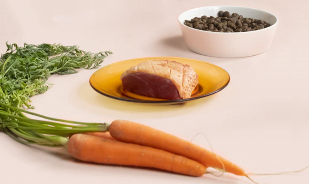 Alimentation : l'importance des protéines pour les chiens