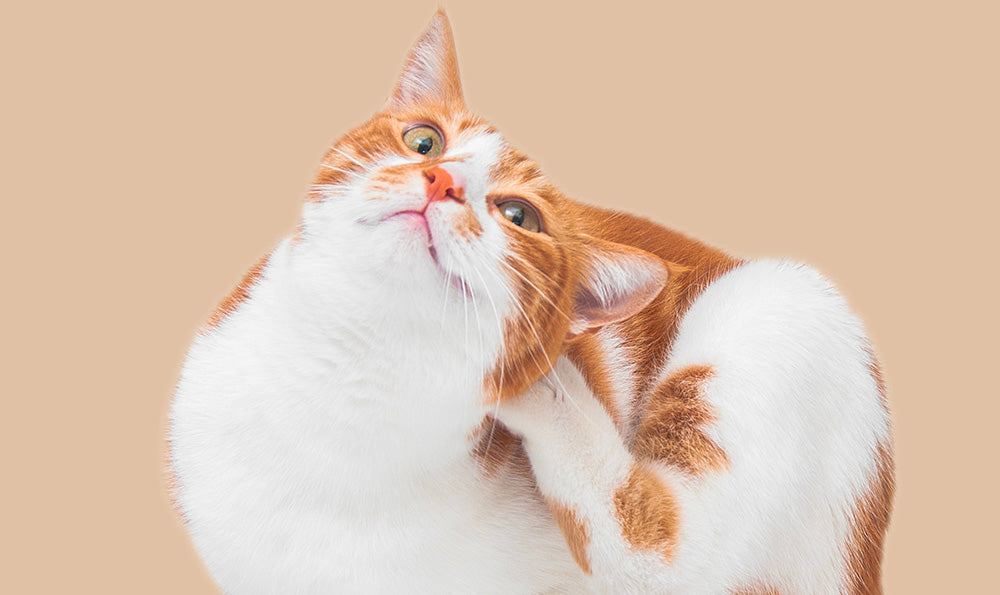 Allergies alimentaires du chat : tout savoir