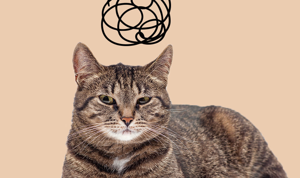 L’anxiété du chat : causes, symptômes et solutions