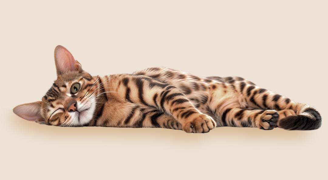 Chat qui a la cataracte couché