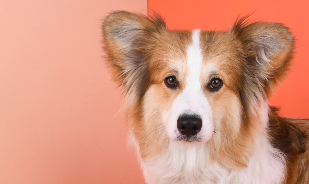 Comment protéger mon chien de la chaleur ?