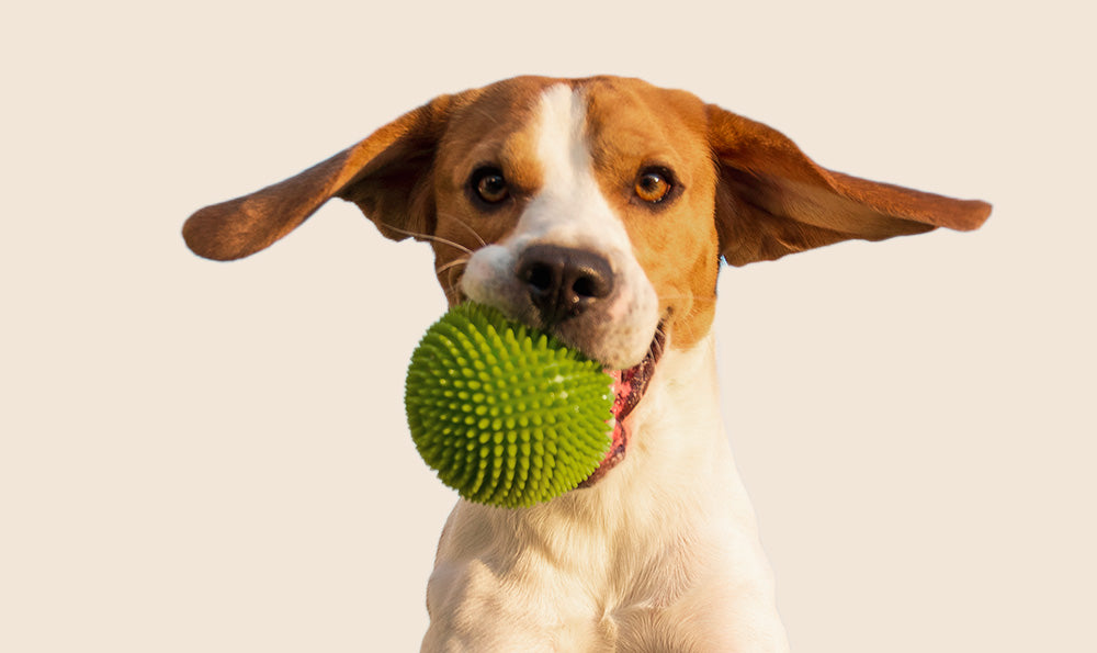 Chien hyperactif : comprendre et apaiser son agitation