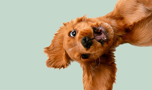 Comment bien accueillir un chiot ?