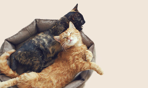 Comment faire cohabiter deux chats ?