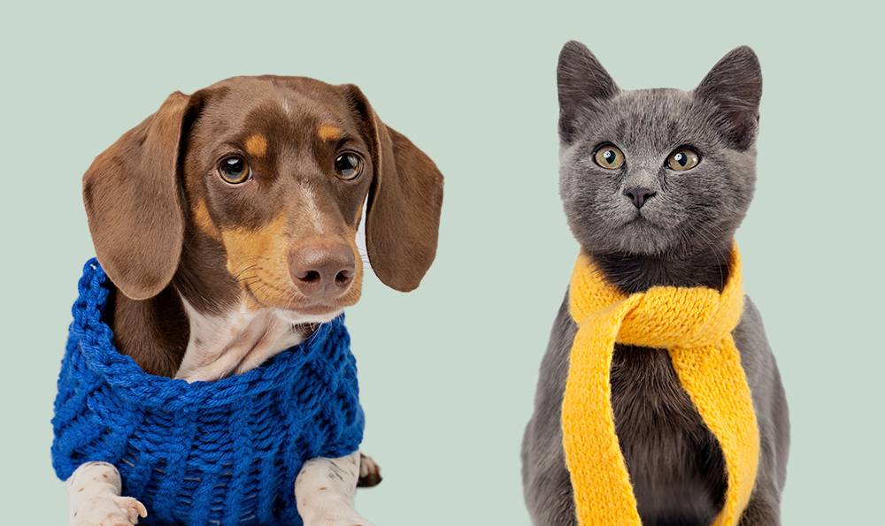 Comment protéger son chien et son chat du froid ?