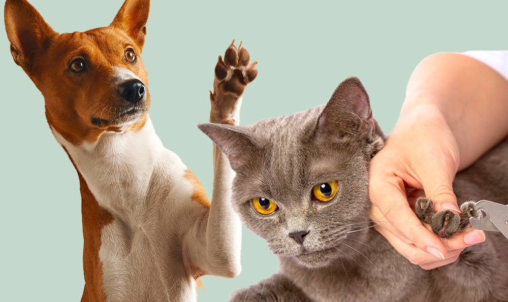 Entretien des griffes chez le chien ou le chat : que faire (ou ne pas faire) ?