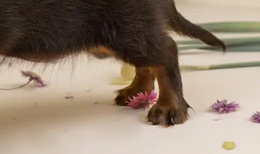 Tout savoir sur les parasites externes du chien