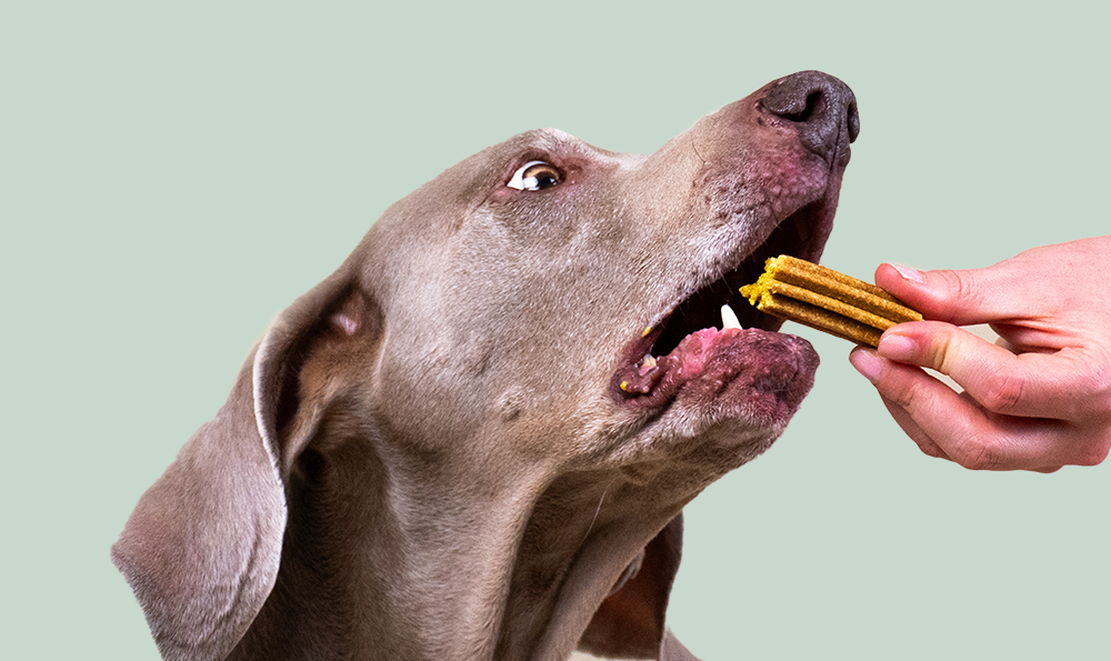 Faut-il donner des friandises à son chien ?