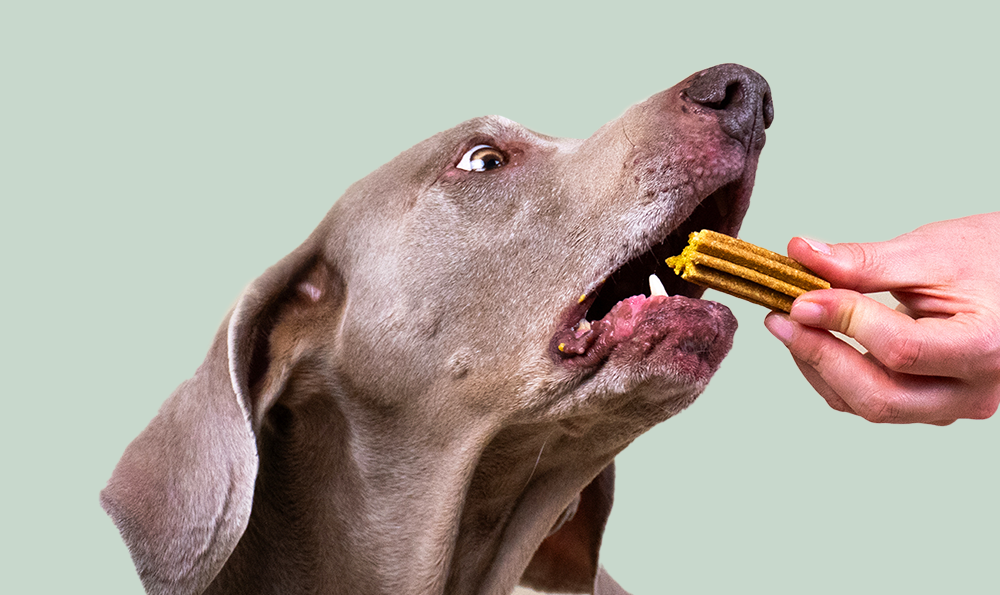 Recettes de friandises pour chien : 2 préparations faciles à tester chez vous