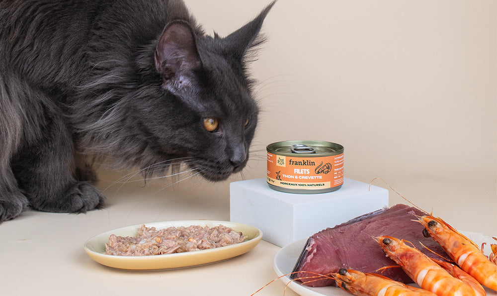Pourquoi donner des filets à son chat ? Composition et bienfaits