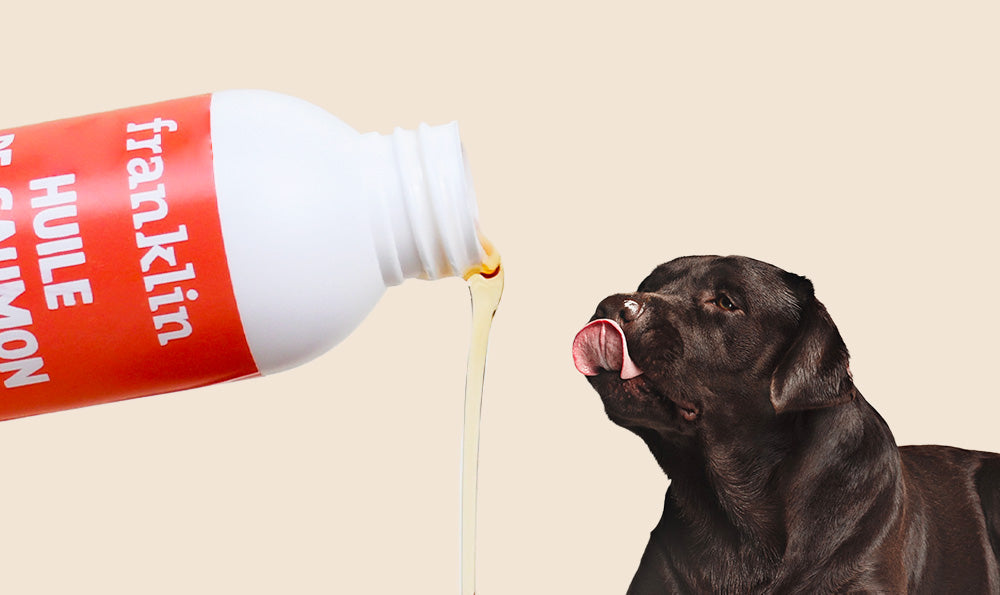 Les 5 super-pouvoirs de l'huile de saumon pour la santé de votre chien