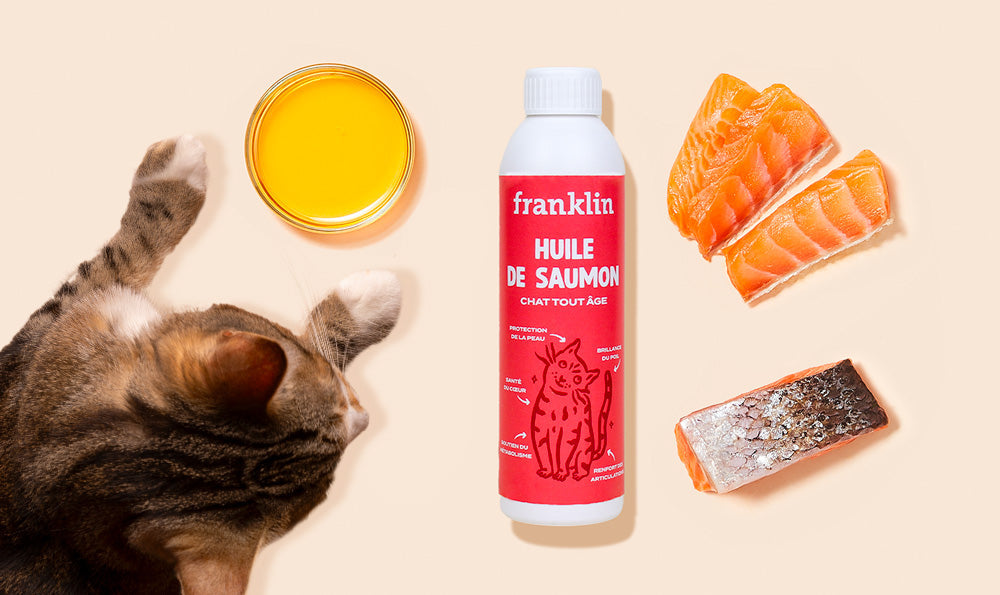Pourquoi l'huile de saumon est le meilleur allié santé de votre chat ?