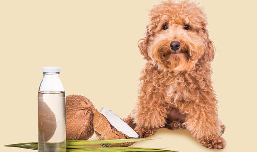 Huile de coco pour chien : ce qui marche, ce qui est à nuancer, comment l'utiliser