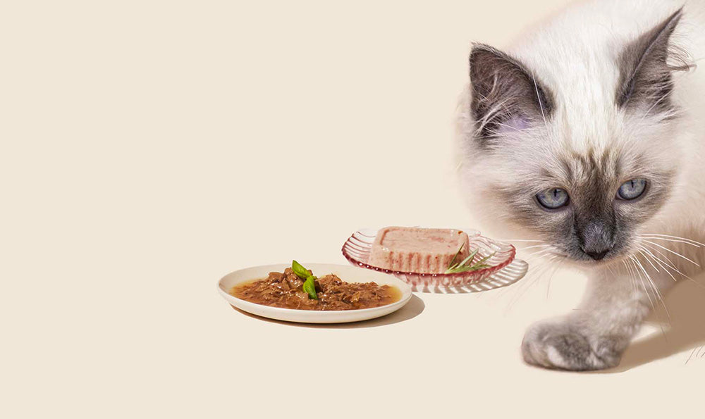 Pourquoi l'alimentation influence directement la santé de la peau de votre chat